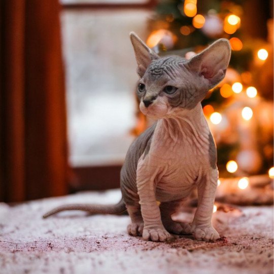 chat Sphynx brown tabby bicolor U'Kéhops Chatterie Des Joyaux d’Égypte