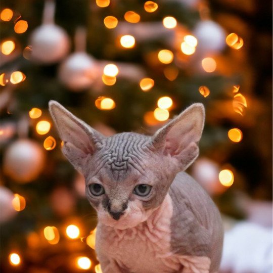 chat Sphynx brown tabby bicolor U'Kéhops Chatterie Des Joyaux d’Égypte