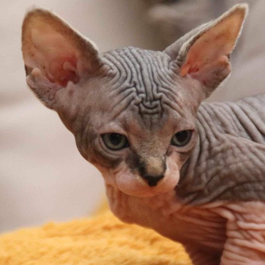 chat Sphynx brown tabby bicolor U'Kéhops Chatterie Des Joyaux d’Égypte