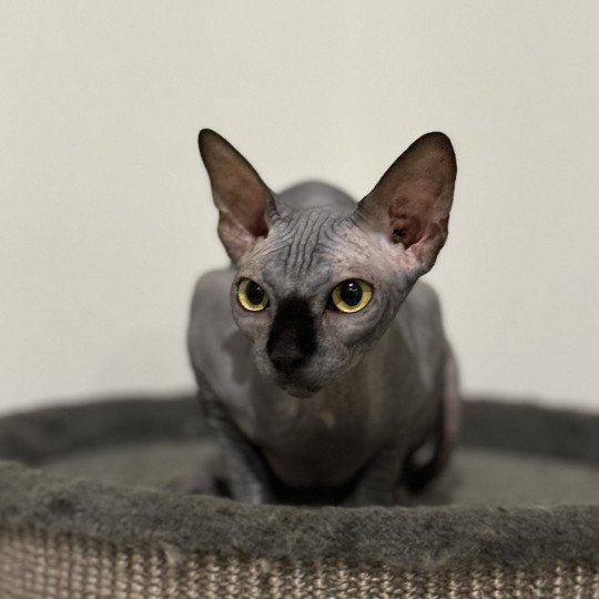 chat Sphynx black U’Lyrâh Chatterie Des Joyaux d’Égypte