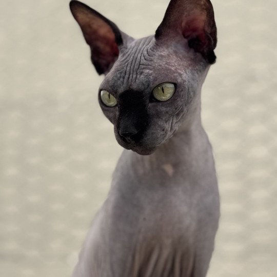 U’Lyrâh Des joyaux d’Égypte Femelle Sphynx