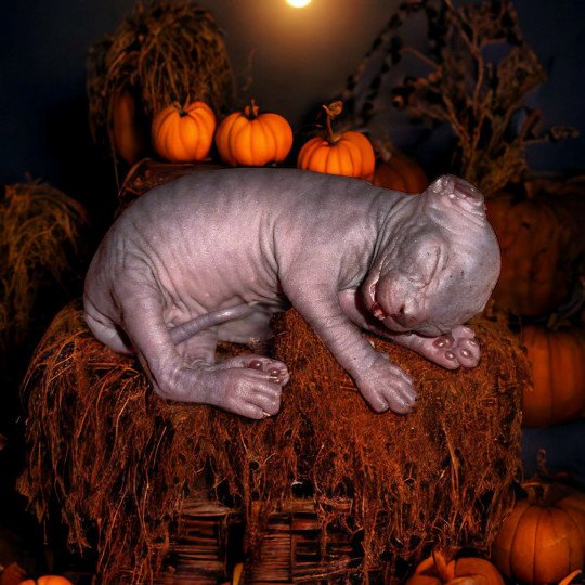 chaton Sphynx U’lyrâh Chatterie Des Joyaux d’Égypte