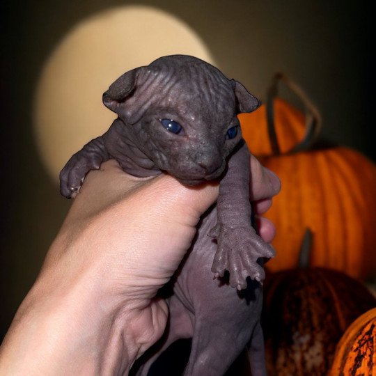 chaton Sphynx U’Lyrâh Chatterie Des Joyaux d’Égypte