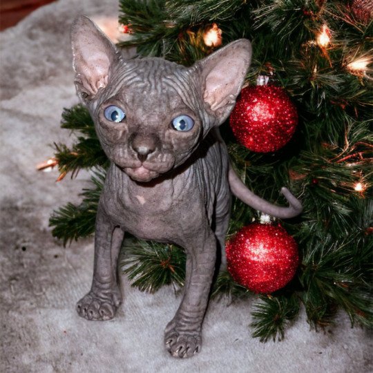 chaton Sphynx U’Lyrâh Chatterie Des Joyaux d’Égypte