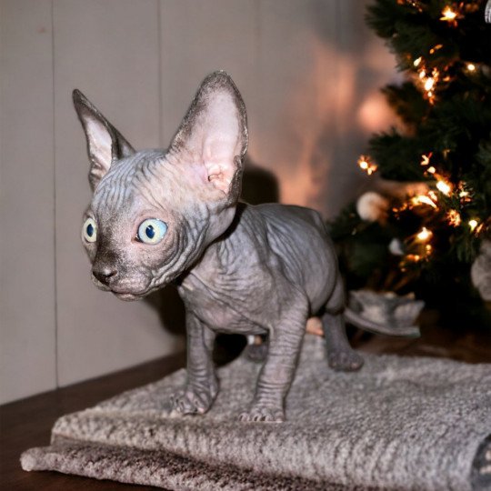 chaton Sphynx U’Lyrâh Chatterie Des Joyaux d’Égypte