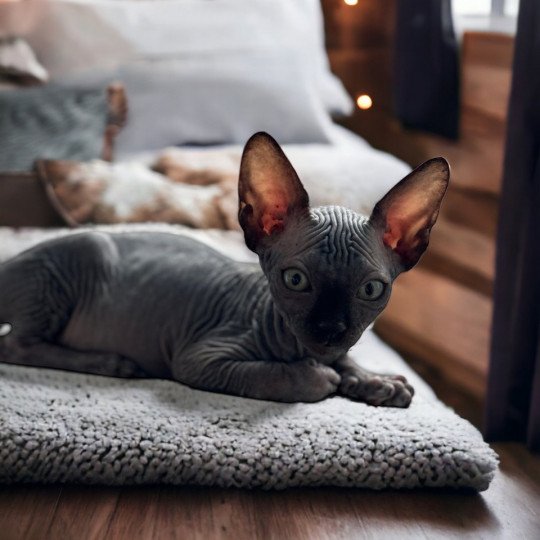 chat Sphynx black U’Lyrâh Chatterie Des Joyaux d’Égypte