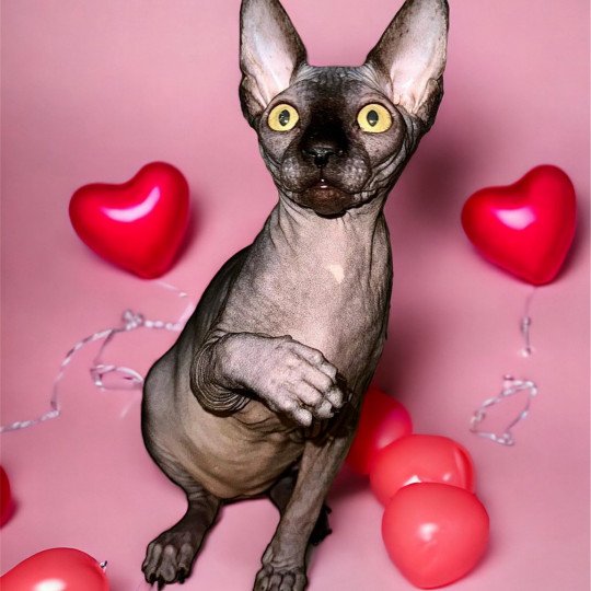 chat Sphynx black U’Lyrâh Chatterie Des Joyaux d’Égypte