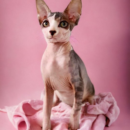chat Sphynx brown mackerel tabby & blanc Unique Chatterie Des Joyaux d’Égypte