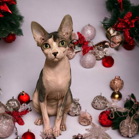 chat Sphynx brown mackerel tabby & blanc U'Nie Chatterie Des Joyaux d’Égypte
