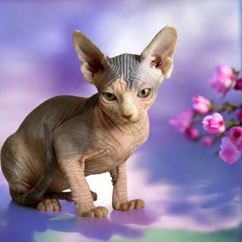 chaton Sphynx blue tabby & blanc Xéna Chatterie Des Joyaux d’Égypte chaton Sphynx blue tabby & blanc Xéna Chatterie Des Joyaux d’Égypte