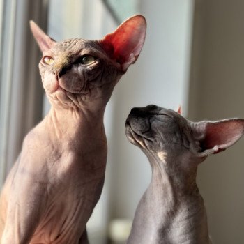 Tharâh est enceinte de Kehops