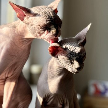 Chaton Sphynx Tharâh ❤ Kéhops 2024 Chatterie Des Joyaux d’Égypte Chaton Sphynx Tharâh ❤ Kéhops 2024 Chatterie Des Joyaux d’Égypte