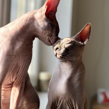 Chaton Sphynx Tharâh ❤ Kéhops 2024 Chatterie Des Joyaux d’Égypte Chaton Sphynx Tharâh ❤ Kéhops 2024 Chatterie Des Joyaux d’Égypte
