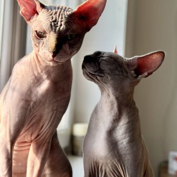 Chaton Sphynx Tharâh ❤ Kéhops 2024 Chatterie Des Joyaux d’Égypte Chaton Sphynx Tharâh ❤ Kéhops 2024 Chatterie Des Joyaux d’Égypte